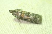 Dioryctria sylvestrella