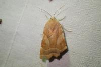 Noctua fimbriata