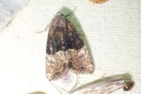 Mesoligia furuncula