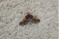 Pyralis farinalis
