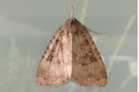 Mormo maura