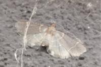 Hypsopygia glaucinalis