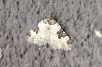 Xanthorhoe fluctuata
