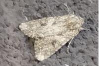 Anarta trifolii