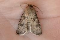 Agrotis segetum
