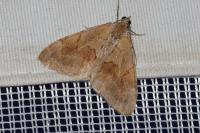 Pennithera firmata firmata