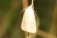 Xestia xanthographa