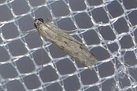 Phycitodes