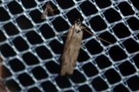 Phycitodes