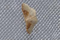 Idaea degeneraria