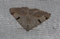 Itame vincularia