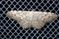 Scopula submutata roseonitens
