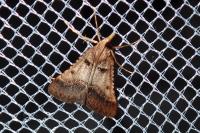 Stemmatophora brunnealis