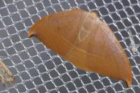 Watsonalla uncinula