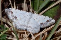 Scopula decorata