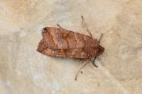 Eupsilia transversa