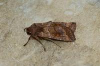 Eupsilia transversa