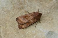 Eupsilia transversa