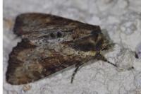 Apamea crenata