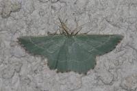 Thalera fimbrialis