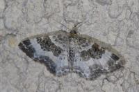 Epirrhoe rivata