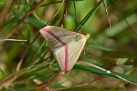 Rhodometra sacraria