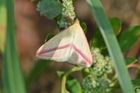 Rhodometra sacraria