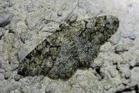Cleorodes lichenaria