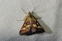 Pyrausta purpuralis