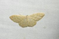 Idaea aversata
