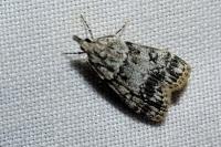Eudonia lacustrata