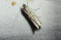 Phycitodes