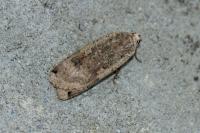 Noctua pronuba