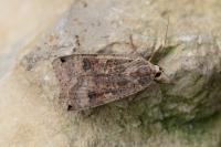 Noctua pronuba