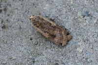 Noctua pronuba
