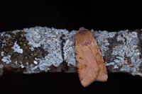 Agrochola lychnidis