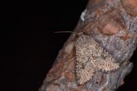 Anarta trifolii