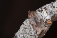 Anchoscelis litura