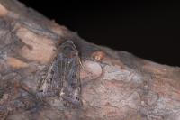 Anchoscelis lunosa