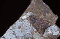 Anchoscelis lunosa