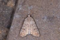 Caradrina clavipalpis