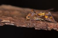 Chrysodeixis chalcites