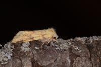 Cirrhia icteritia