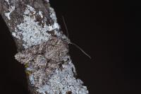 Dryobotodes eremita