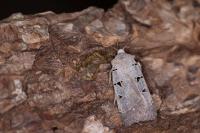 Eugnorisma glareosa