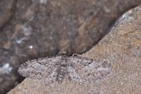 Eupithecia pusillata