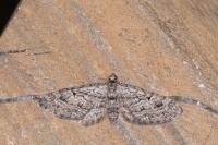 Eupithecia pusillata