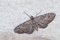 Eupithecia pusillata