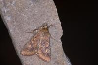Helicoverpa armigera