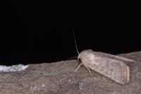 Hoplodrina ambigua